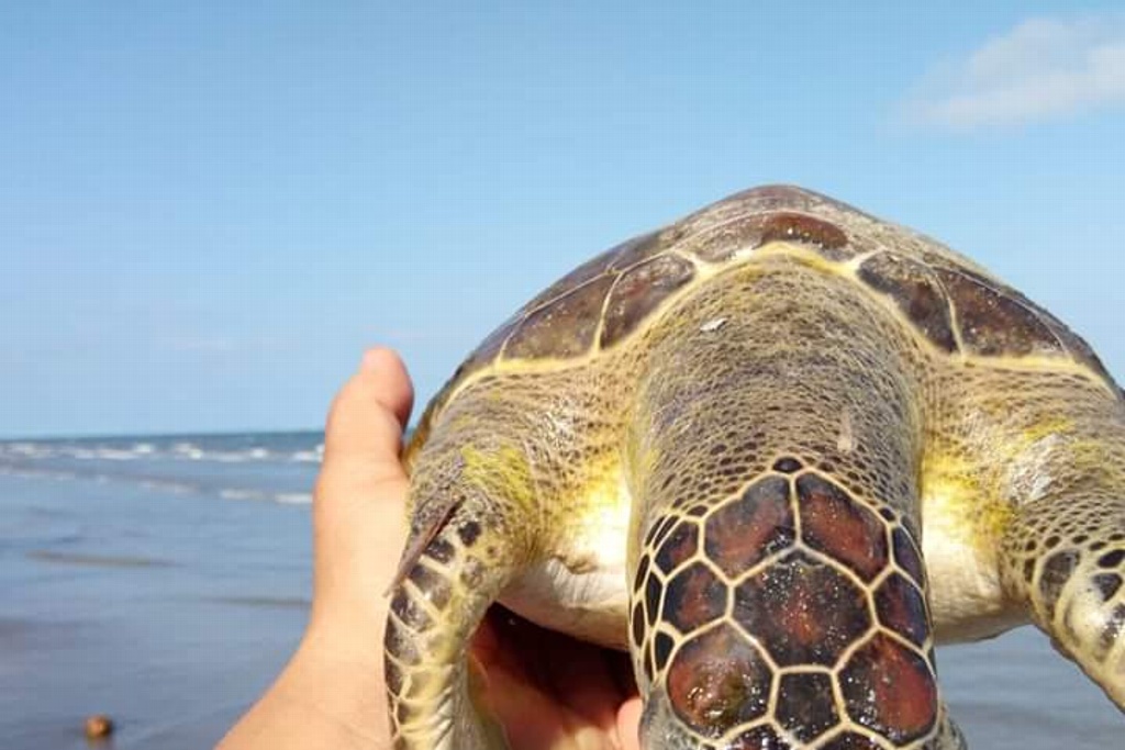 Aparecen tortugas muertas en Mata de Uva, Alvarado