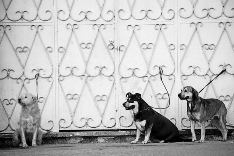 Harán "Carnaval Canino" en un espacio público de Veracruz