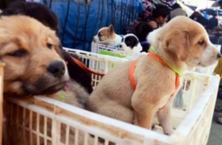 Regalar mascotas en Día de San Valentín, una idea que debe pensarse