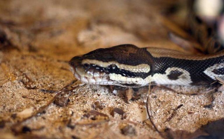 Veneno de serpiente podría tratar dolor crónico, afirma estudio