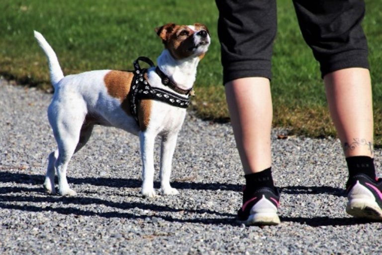 Te multarán hasta con 800 pesos si paseas a tu perro sin correa