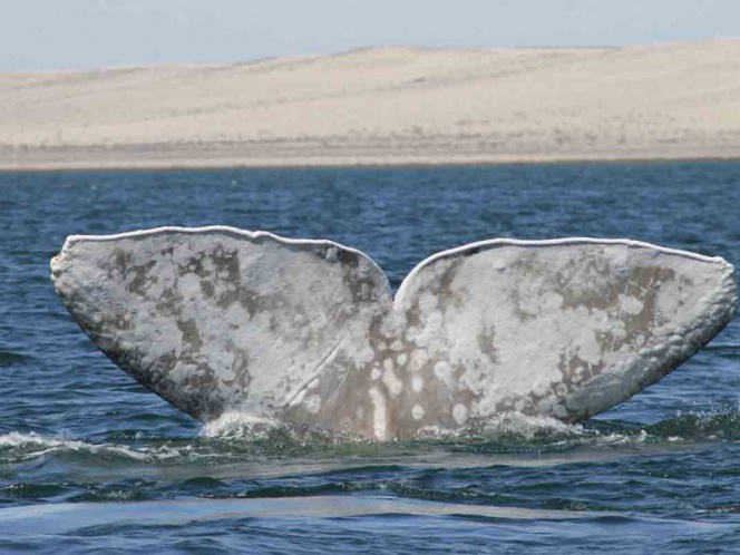 Anarquía en el avistamiento de ballena jorobada en Los Cabos