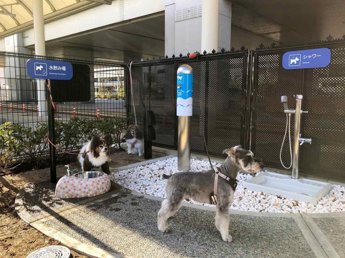 Aeropuerto de Japón abre baño para perros viajeros