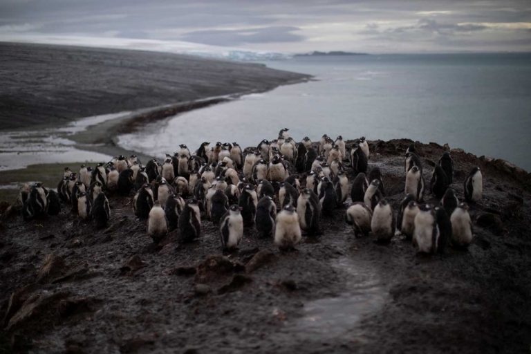 Reportan disminución 'dramática' de pingüinos en la Antártida