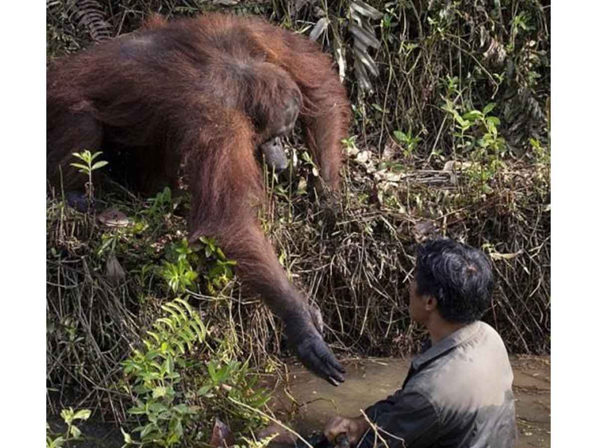 Orangután de Borneo le tiende la mano a un hombre en el río