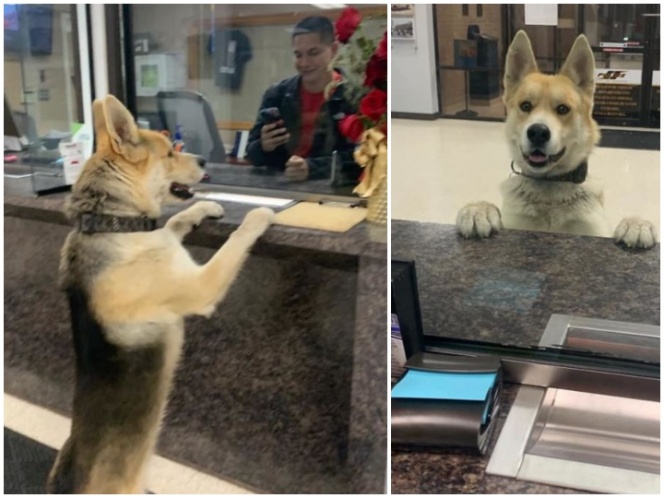 Perrito va a la estación de policía a reportarse como desaparecido