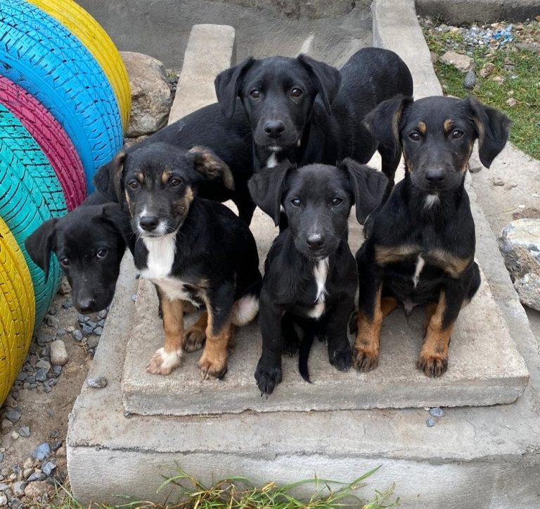 Beneficios de las mascotas para las personas mayores