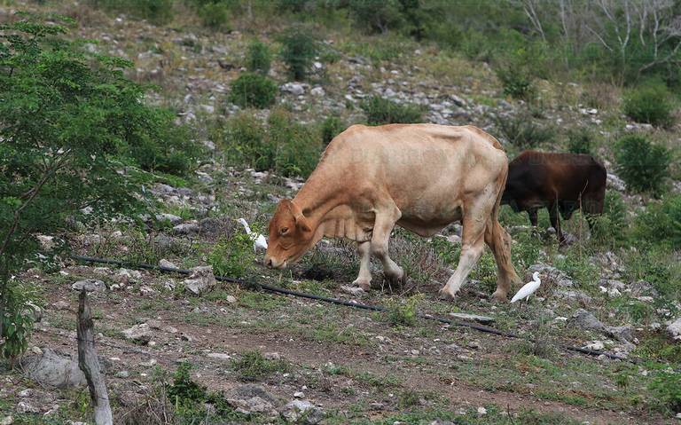 Campo sufre crisis que genera desempleo, deudas y migración