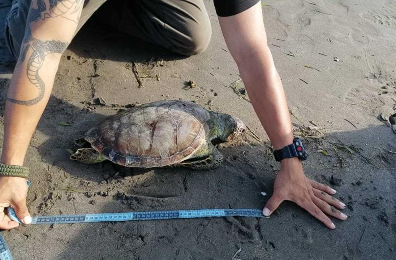 Así fue encontrada sexta tortuga muerta en playas de Alvarado