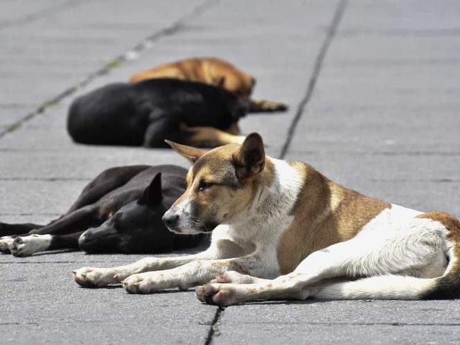 Proponen cárcel de hasta 4 años a quien abandone mascotas