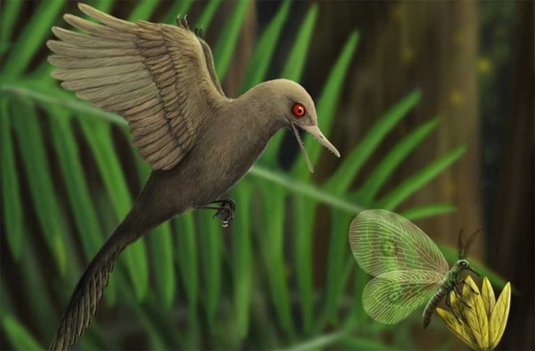 Hallan dinosaurio similar a colibrí, ¿el más pequeño de la historia?