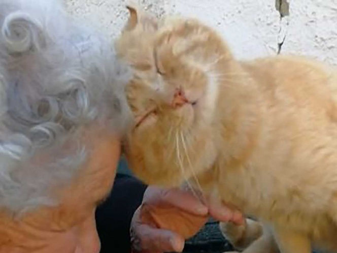 Así fue el reencuentro de una abuelita con su gato luego de 3 años