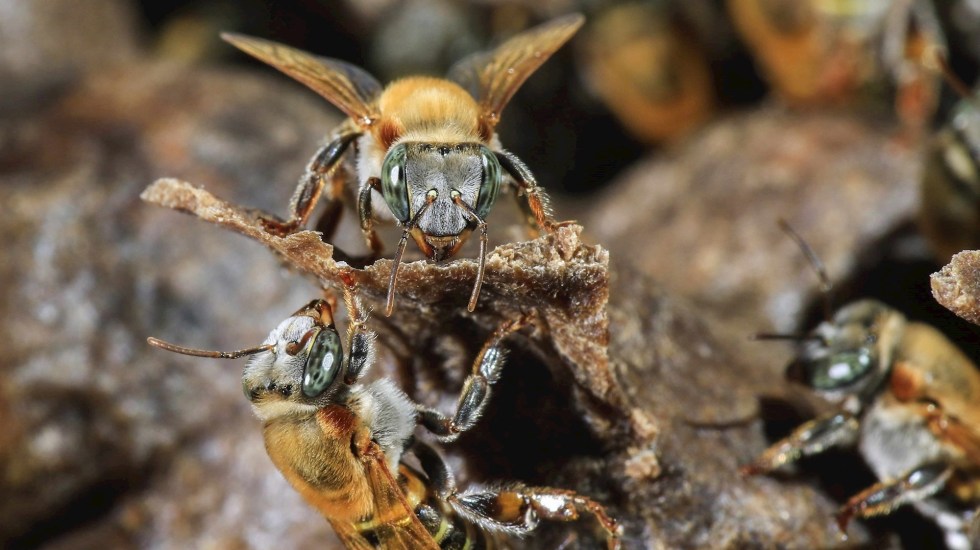 Abejas sin aguijón de Mesoamérica abren vía a nuevos antibióticos