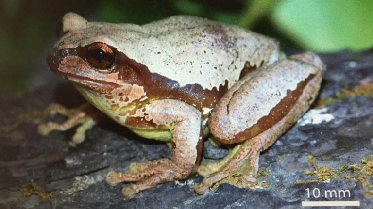 Nueva especie de rana llevará nombre de profesor de la UNAM