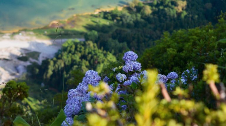 La tecnología, un ‘salvavidas’ para preservar la biodiversidad