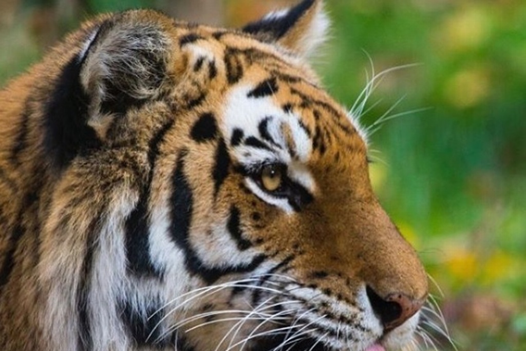 Un tigre da positivo al coronavirus en un zoológico