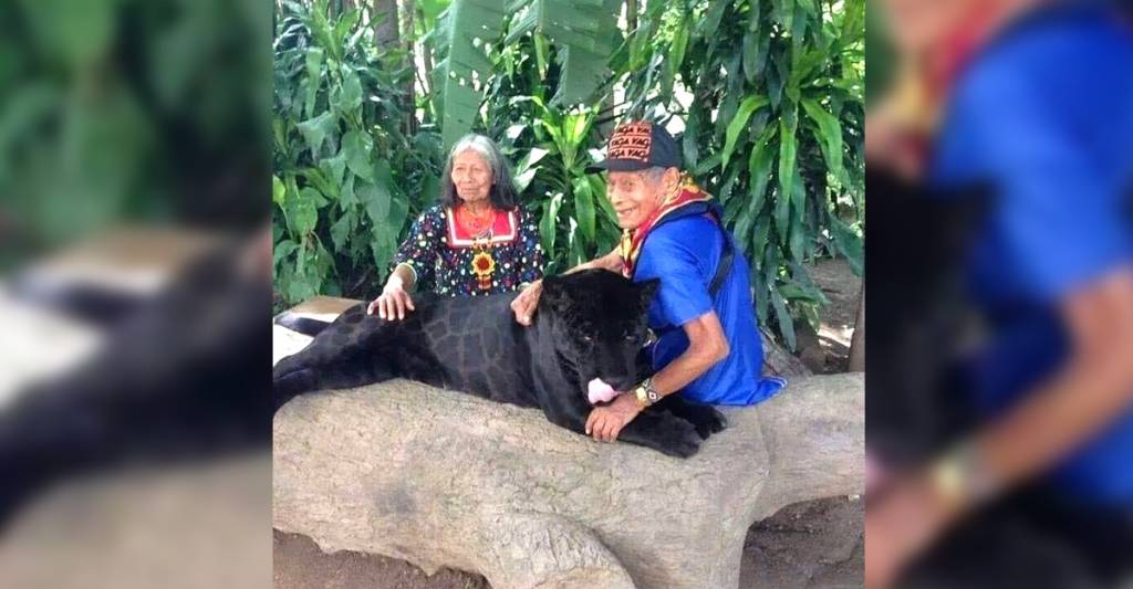 Ancianos maya criaron a un jaguar negro desde que era cachorro