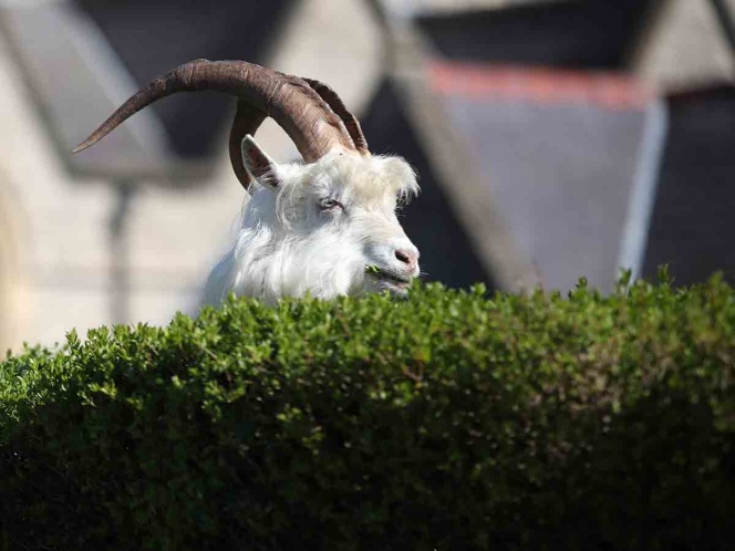 Ante ausencia de gente en las calles, cabras toman Gales