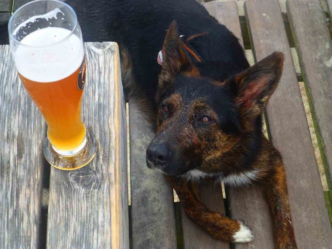 Empresa regala 3 meses de cerveza a quien adopte un perrito