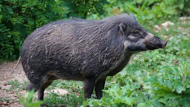 Un jabalí aparece en las calles desiertas de Madrid en plena cuarentena