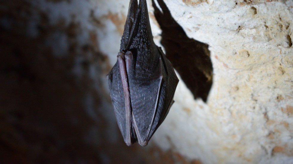 Descubren cuatro especies de murciélagos “primos”