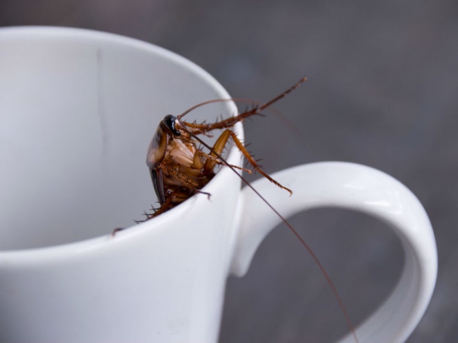 Leche de cucaracha: el nuevo alimento del que todos hablan