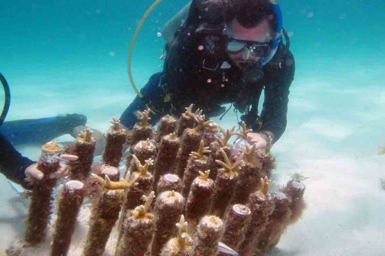 Restauran arrecifes de coral en el Caribe Mexicano