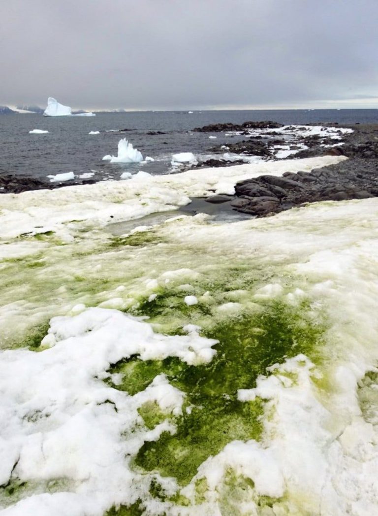 Aparece 'nieve verde' en la Antártida, por el cambio climático