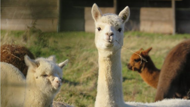 Anticuerpos de llamas podrían servir para tratar el COVID-19