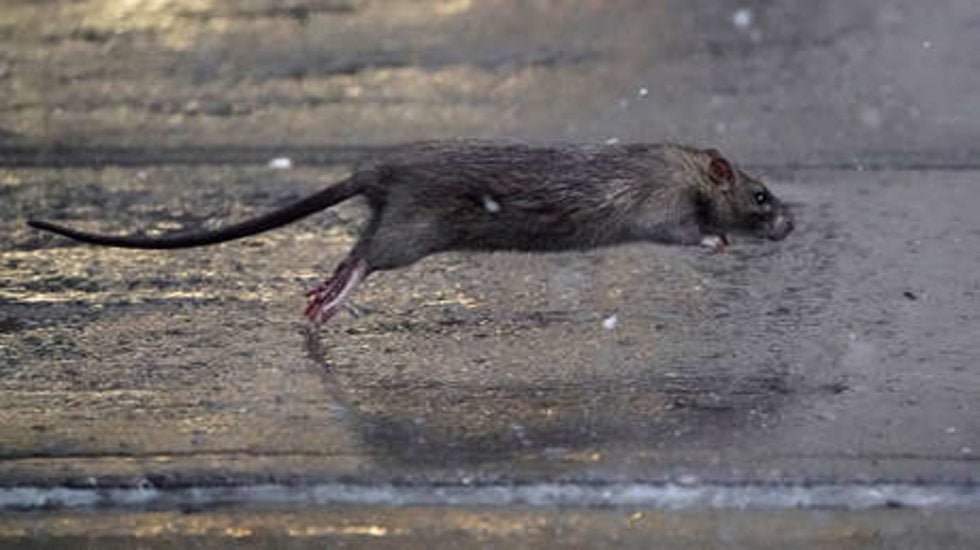 ¡Ratas!... la plaga que amenaza a la CDMX debido al coronavirus