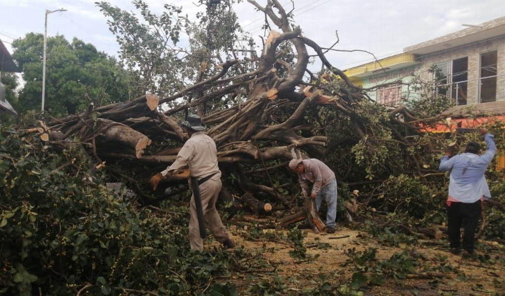 Cae gran árbol en calle de Veracruz por la tormenta de esta madrugada