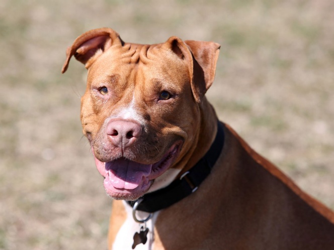 ¿Es un Pit bull o un gremlin? La 'risa' de este perro se volvió viral