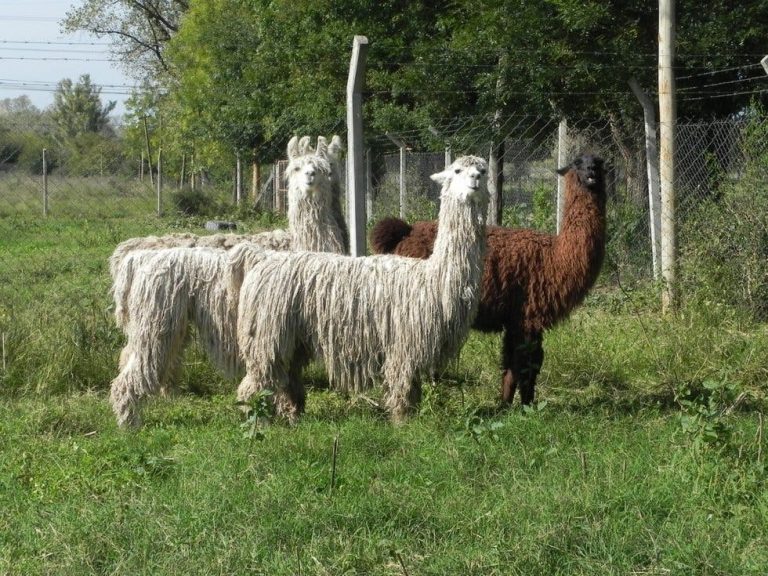 Descubren que los anticuerpos de las llamas neutralizan al COVID-19