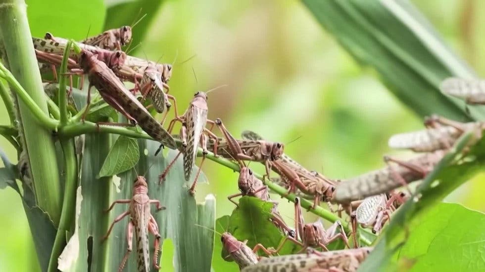 ¿Qué es la plaga de langostas y por qué es una amenaza para Sudamérica?