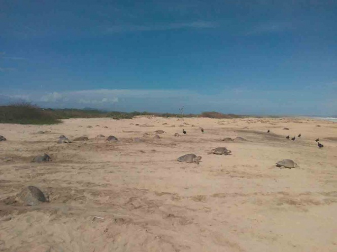 Miles de tortugas golfinas anidan en playa de Puerto Escondido