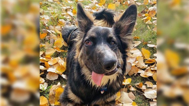 El es Brodie, el perrito con 'cara chueca' que triunfa en redes sociales