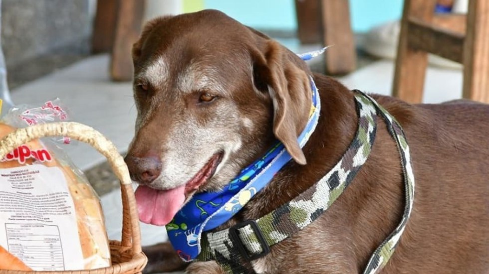 Asaltan a perro que reparte pedidos de tienda en Colombia