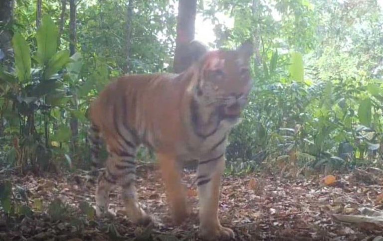 En Tailandia, aparecen tigres salvajes por primera vez en 4 años