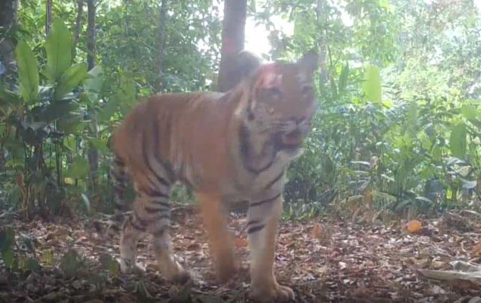 En Tailandia, aparecen tigres salvajes por primera vez en 4 años