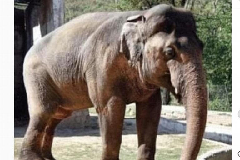 Kaavan, el elefante más "deprimido" será liberado tras 35 años