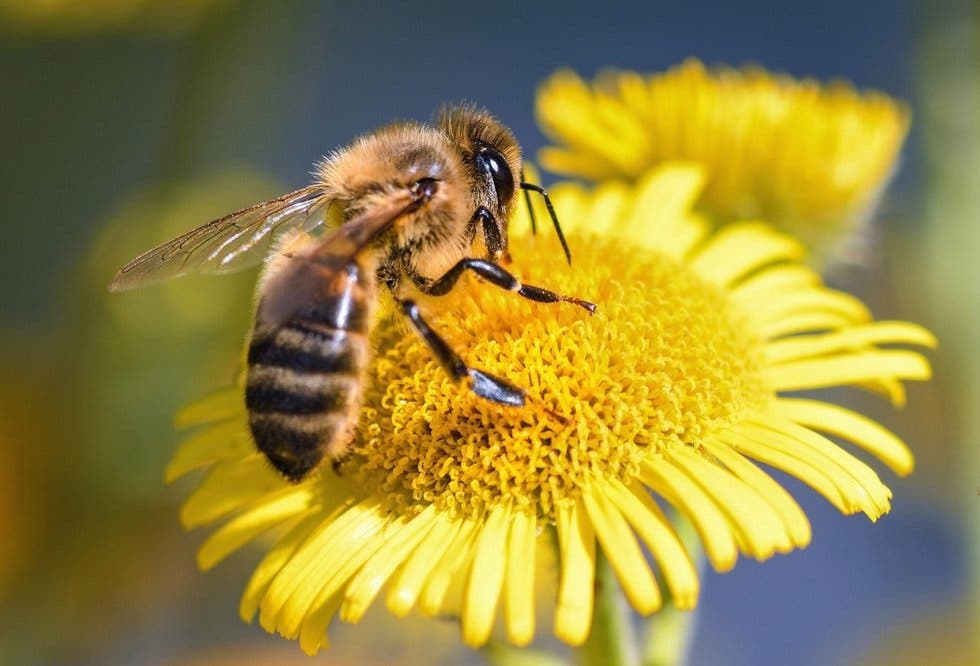 La contaminación del aire, devastadora para los animales polinizadores