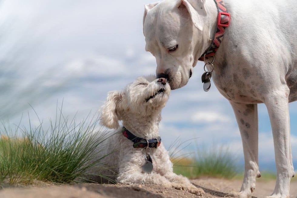 Científicos descubren complejidad en emociones de los animales