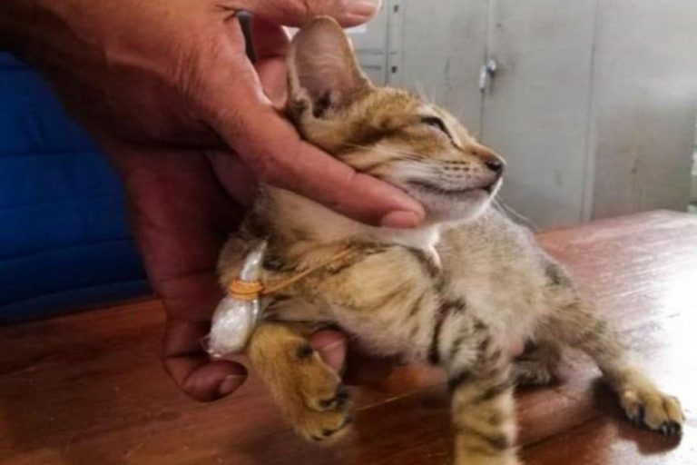 'Narco gato' escapó de prisión de alta seguridad