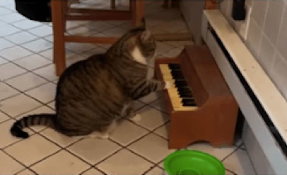 Gato aprende a tocar el piano para avisar cuando tiene hambre