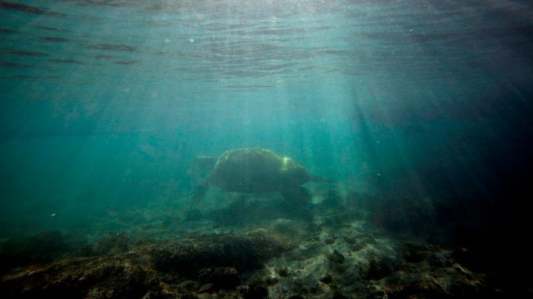 Más de la mitad de los océanos, afectados por el cambio climático