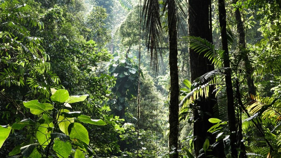 Científicos alertan que ozono ya amenaza la biodiversidad