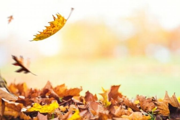 Hoy entra el Otoño; checa a qué hora será el equinoccio