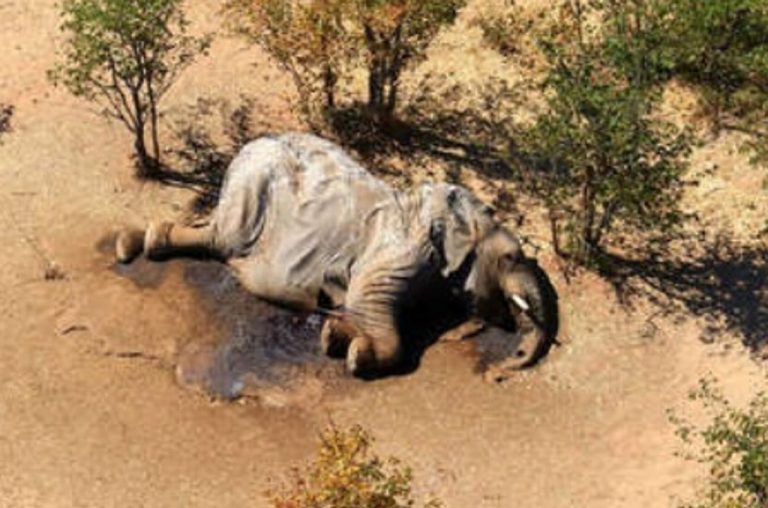 Mueren cientos de elefantes por potente bacteria en Botswana