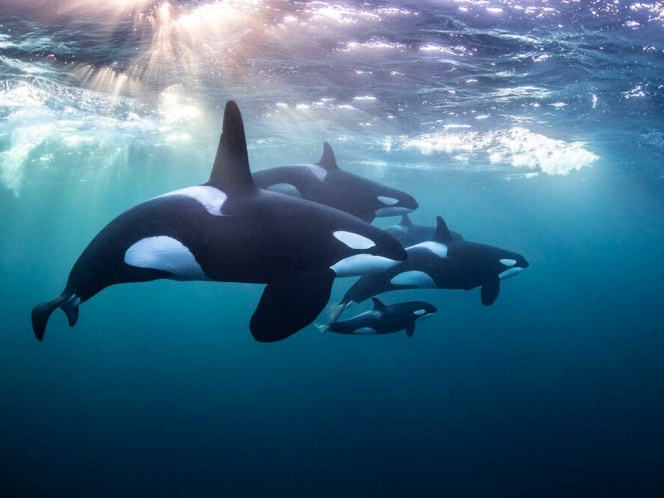 Tras años de intentos, fotógrafo consigue filmar a grupo de orcas