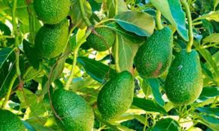 Pandemia no frena auge aguacatero; exportación creció 11% en la última temporada